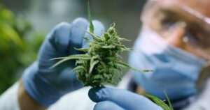 Labor mit Cannabis / Marihuana / Gras von Hazebook
